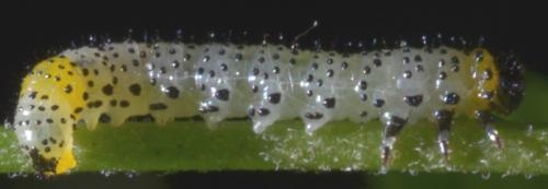 Euura ribesii